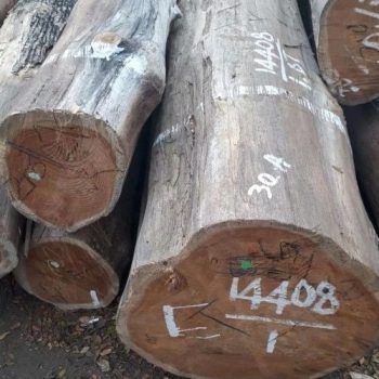 kayu-jati-tpk-perhutani